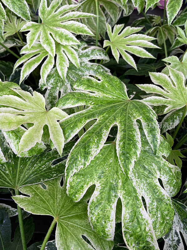 全帧图像掌状裂片，绿色和白色，杂色叶假蓖麻油植物(Fatsia Japonica)室内植物，高架视图，重点在前景